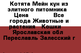 Котята Мейн-кун из элитного питомника › Цена ­ 20 000 - Все города Животные и растения » Кошки   . Ярославская обл.,Переславль-Залесский г.